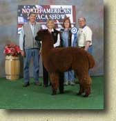 PH Camelot's Challenger at 2005 North American Alpaca Show