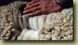 Award Winning Alpaca Fleeces